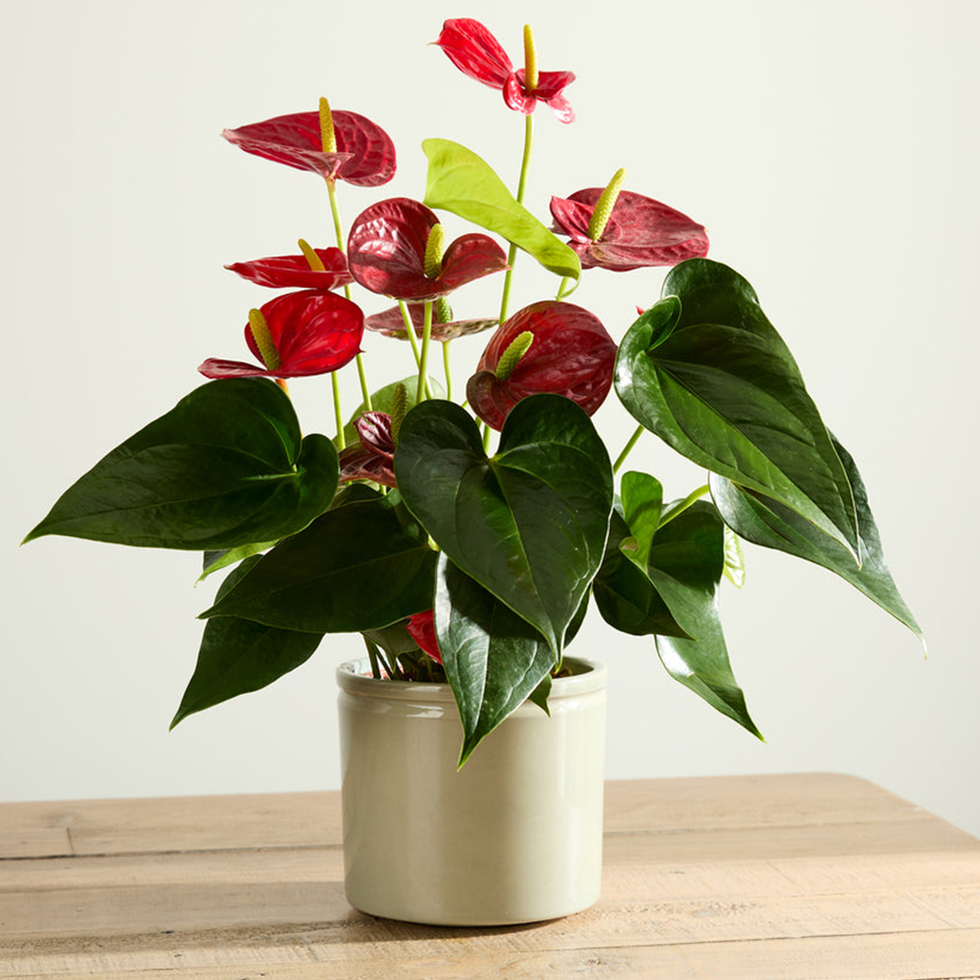 Arena Flowers