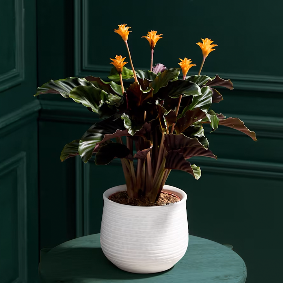 Marks & Spencer Plants
