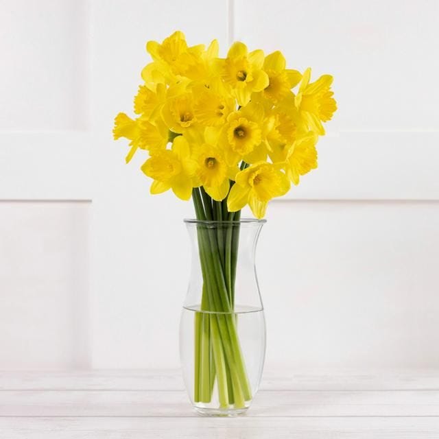 British Daffodils