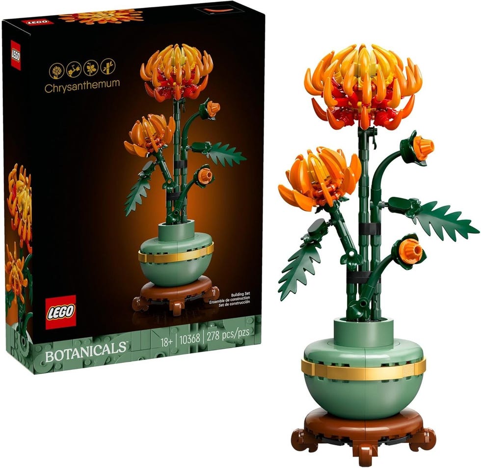 Chrysanthemum