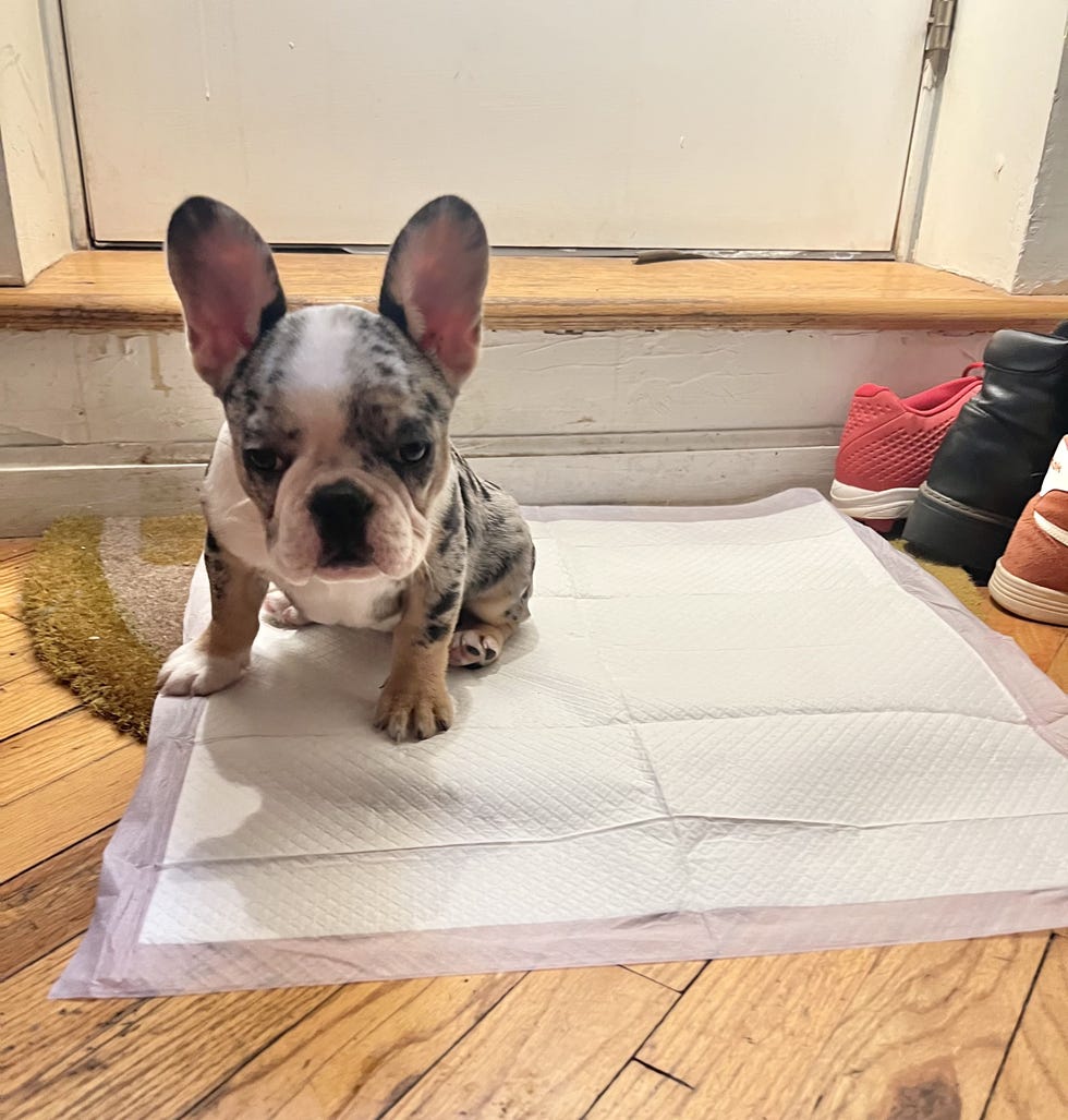 Pee Pads
