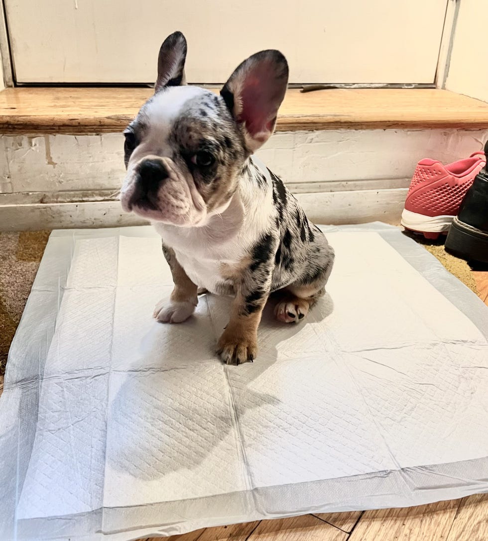 Dog and Puppy Pee Pads