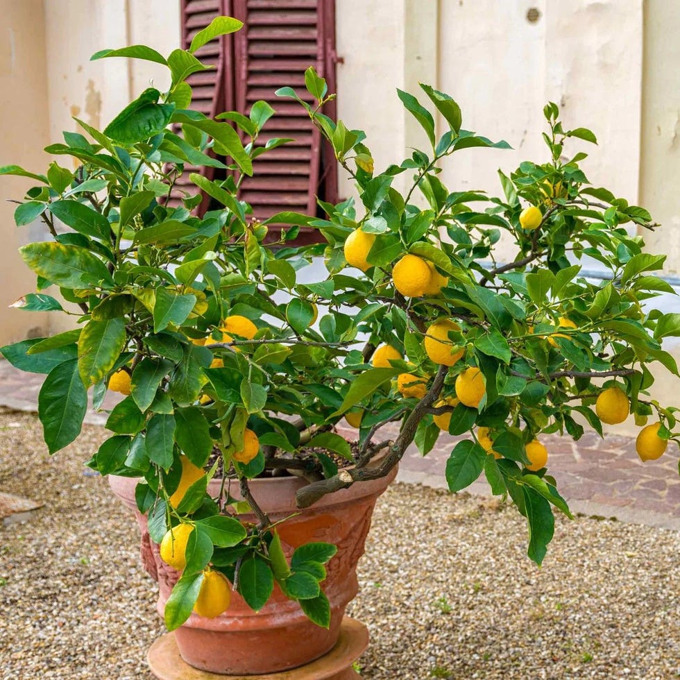 Meyer Lemon Bush