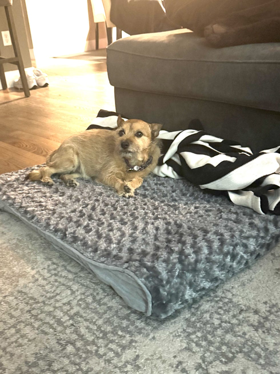 Orthopedic Pet Bed