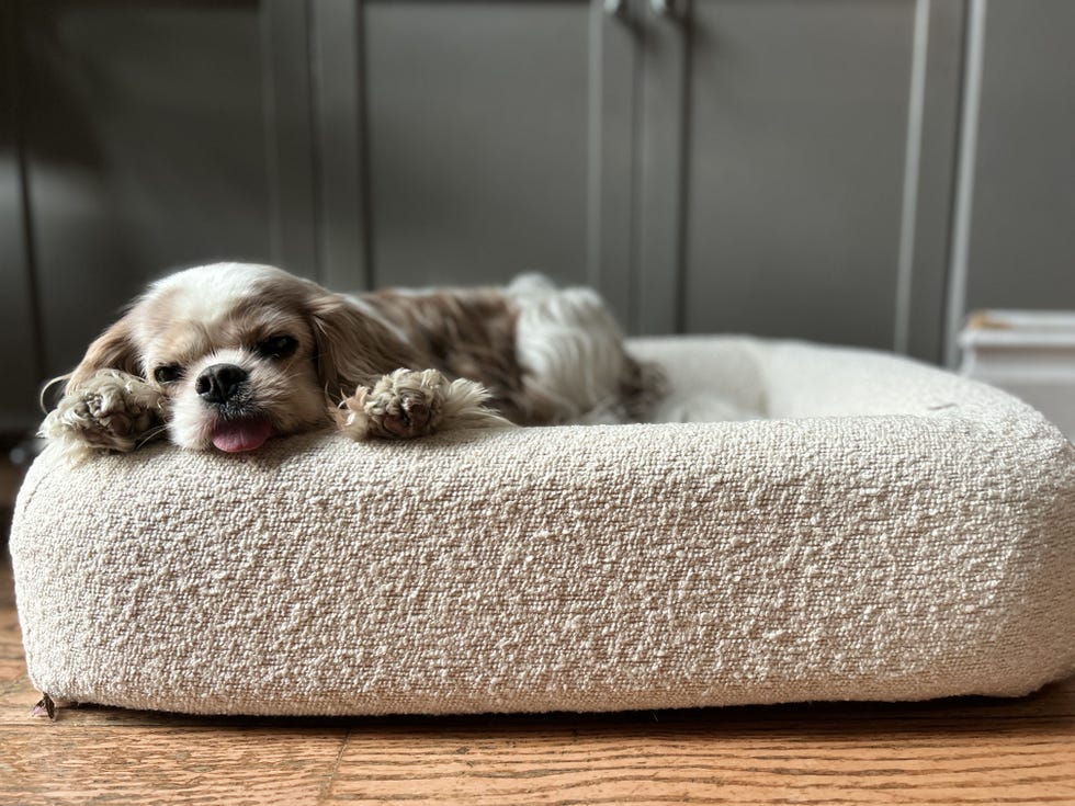 Bolster Pet Bed