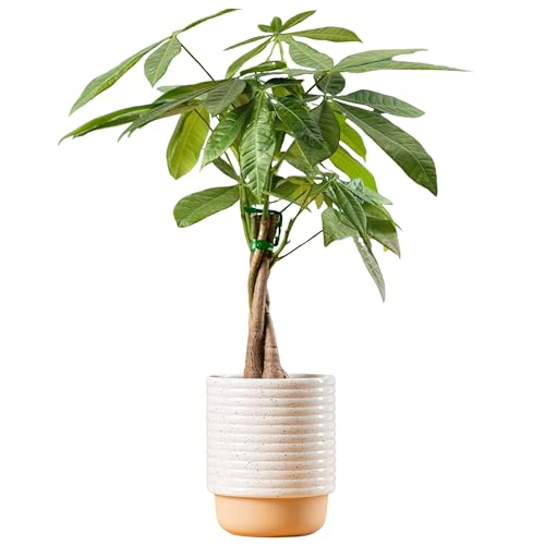 Costa Farms Money Tree
