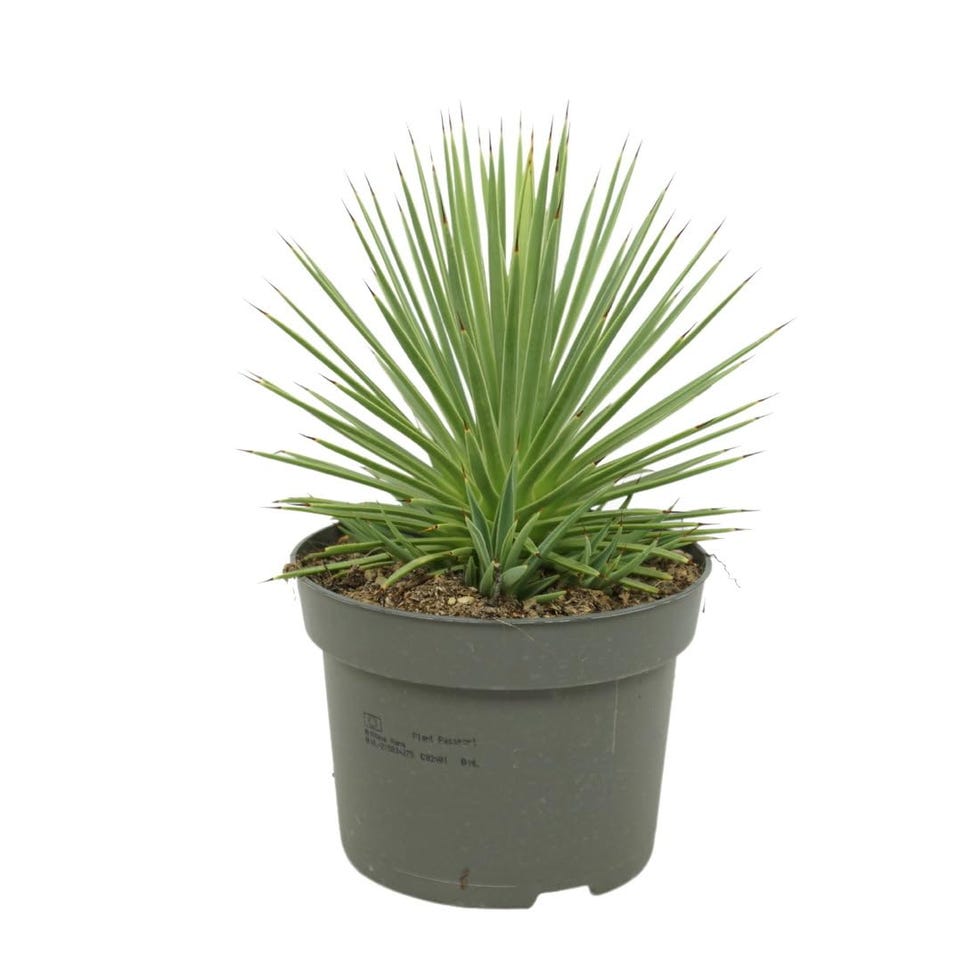 Agave striata var. nana – Agave puercoespín – 12 cm olla