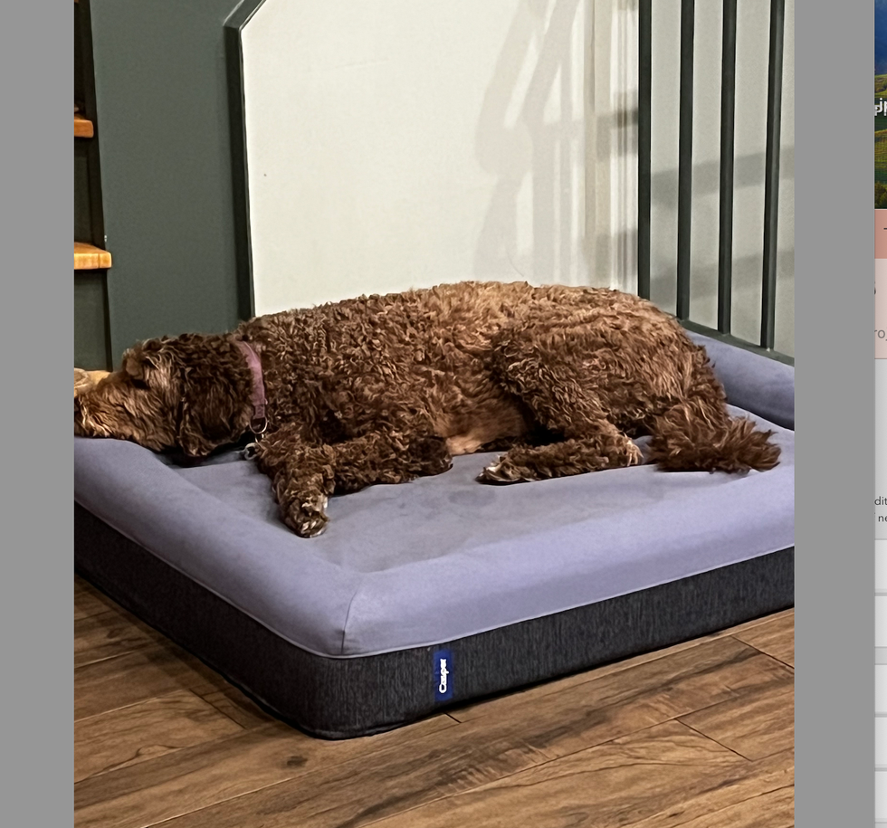 Dog Bed