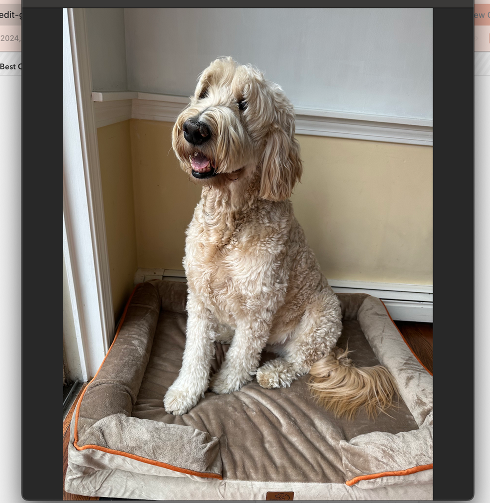 Orthopedic Dog Sofa