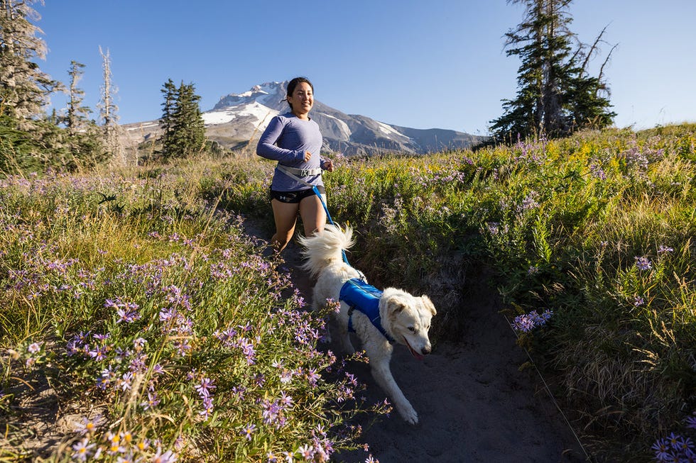 Trail Runner Running Belt