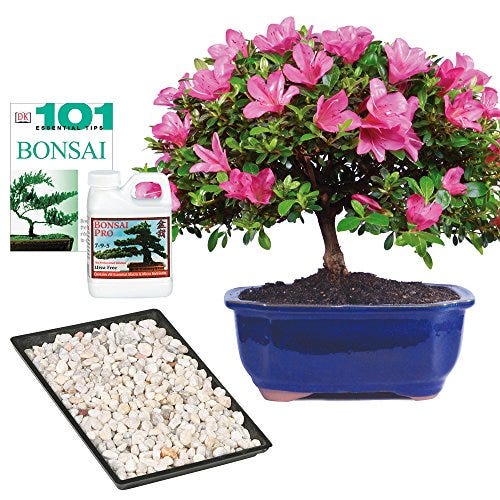 Live Satsuki Azalea Bonsai Tree
