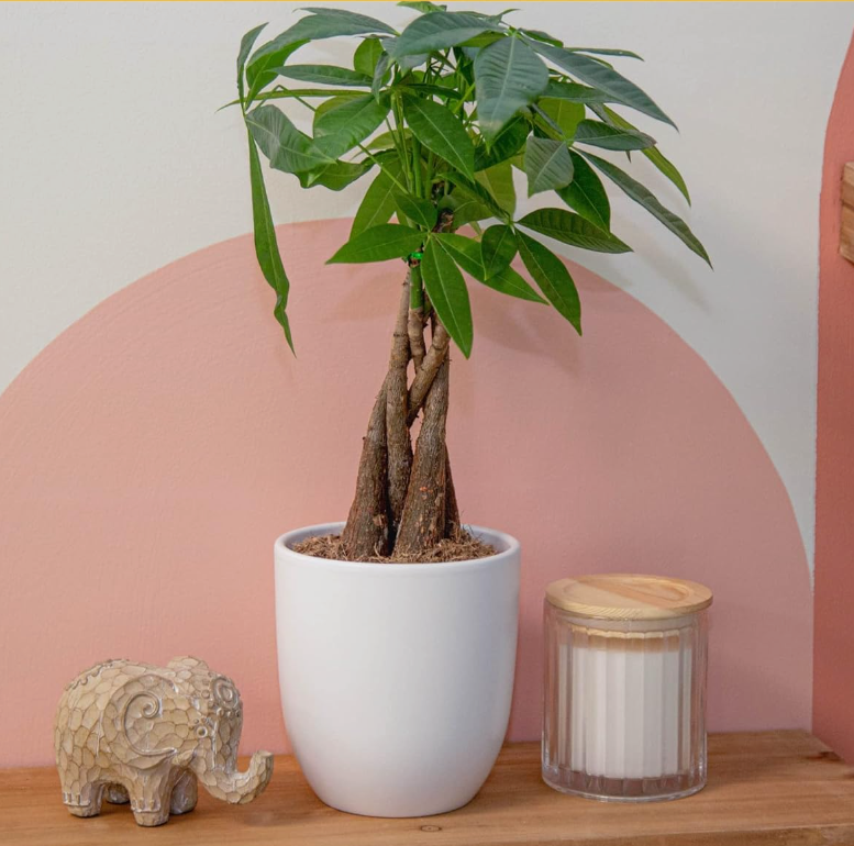 Money Tree