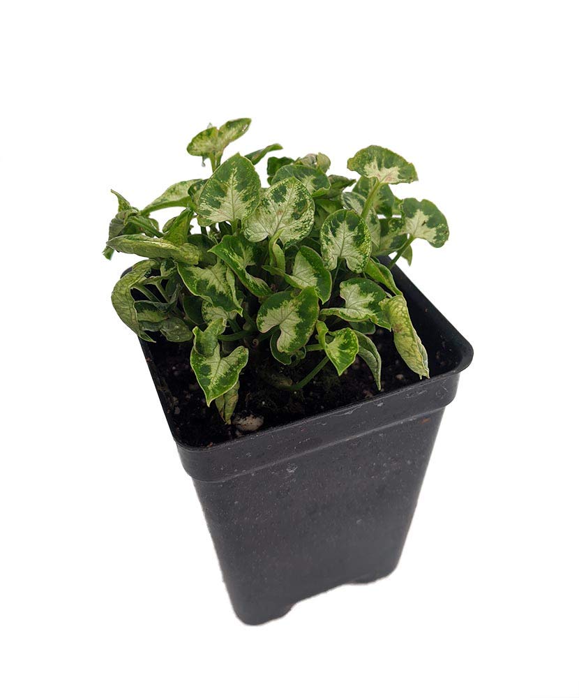 Tiny White Arrowhead Plant 