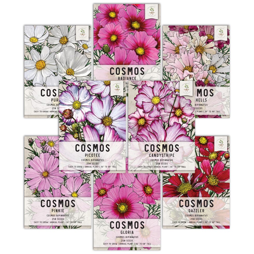 Cosmos Seed Packet Variety Collection (8 pack)