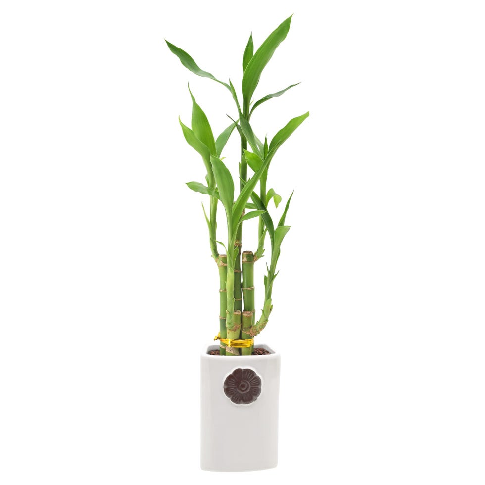 5-Stem Lucky Bamboo