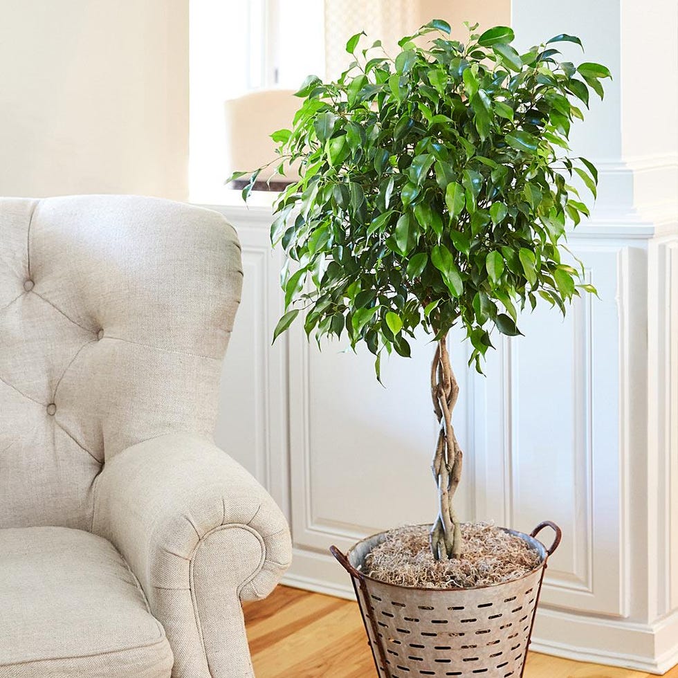 Braided Benjamina Ficus Tree