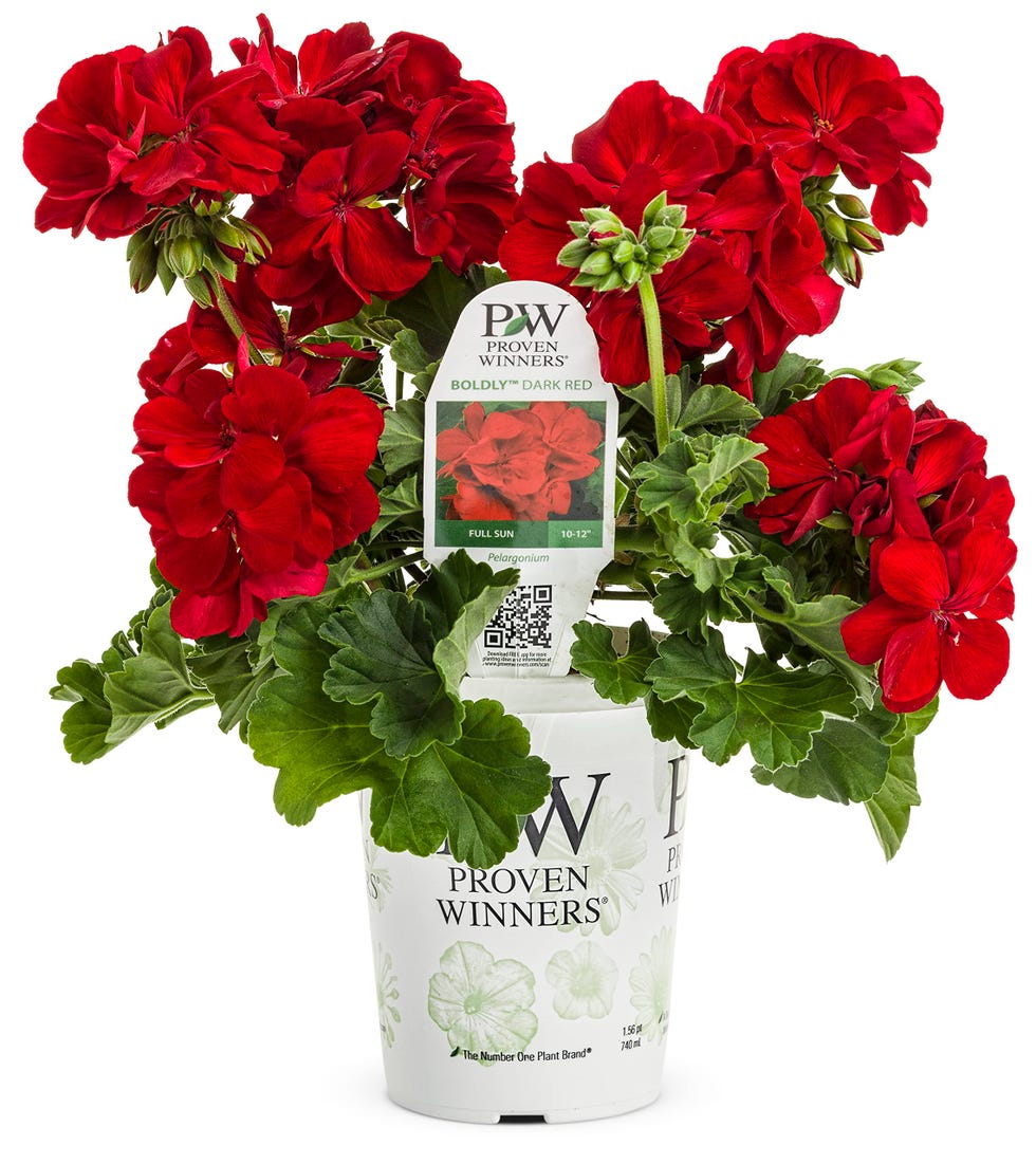 Proven Winners® Zonal Geranium - Boldly Dark Red - 4 Plants Per Pack - Spring Annual Plant - 8" Tall by 4" Wide in 1.56 PW Pot
