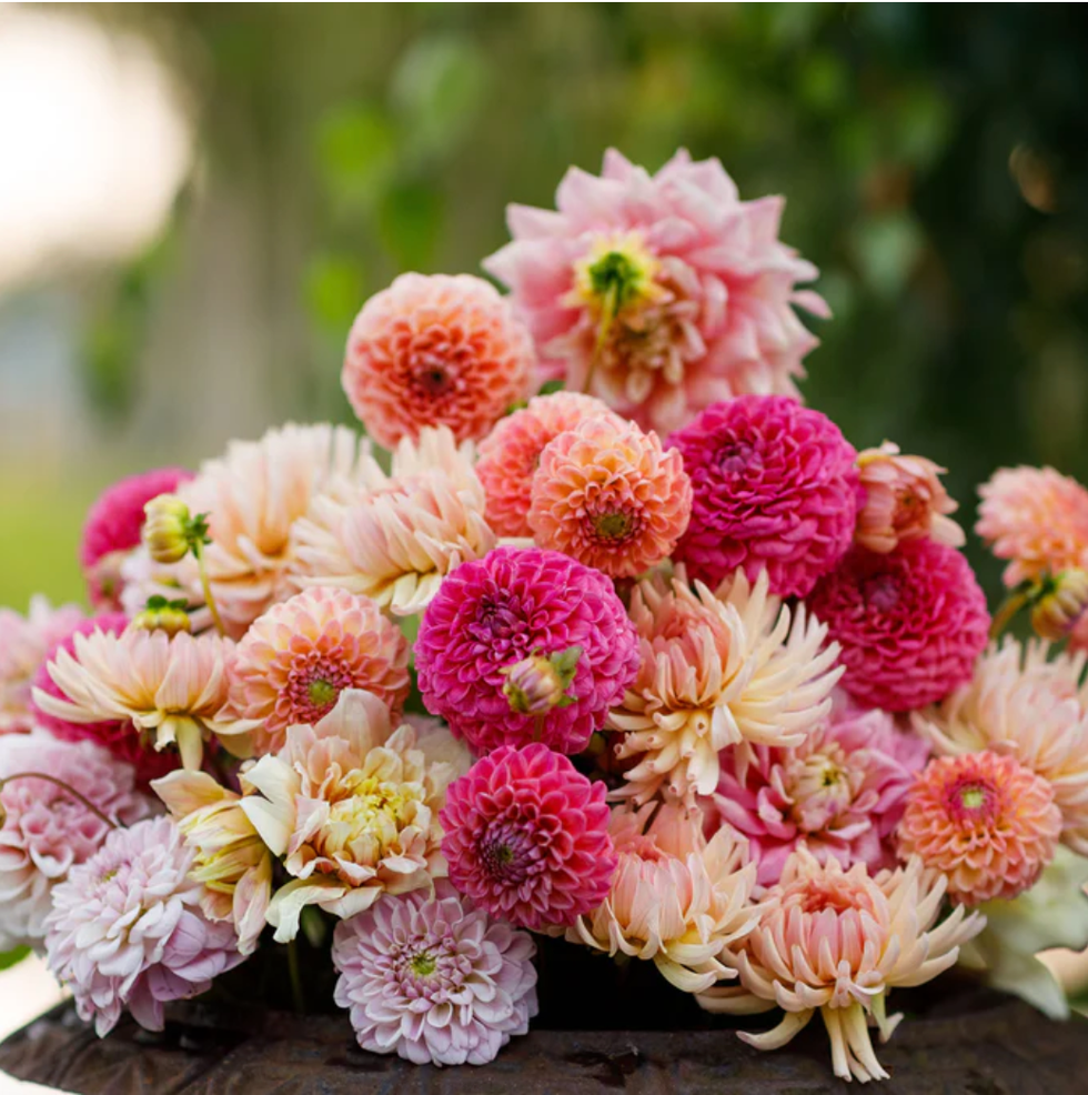 Dahlia Bulbs - Tender Mix