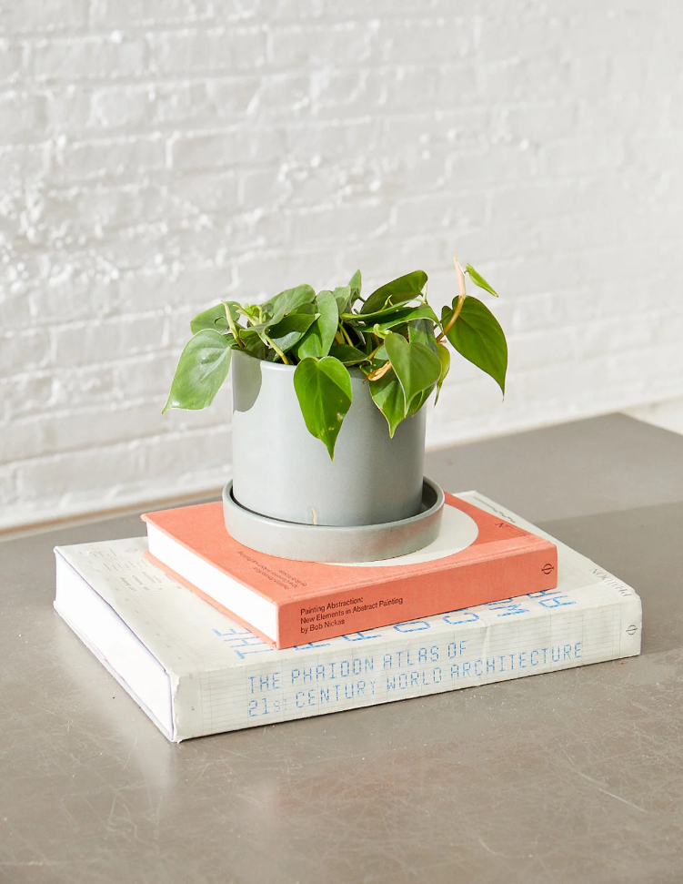 Philodendron