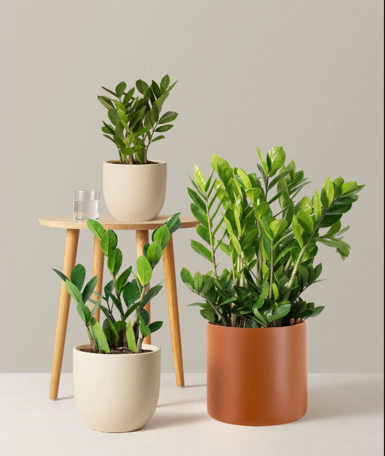 ZZ Plant