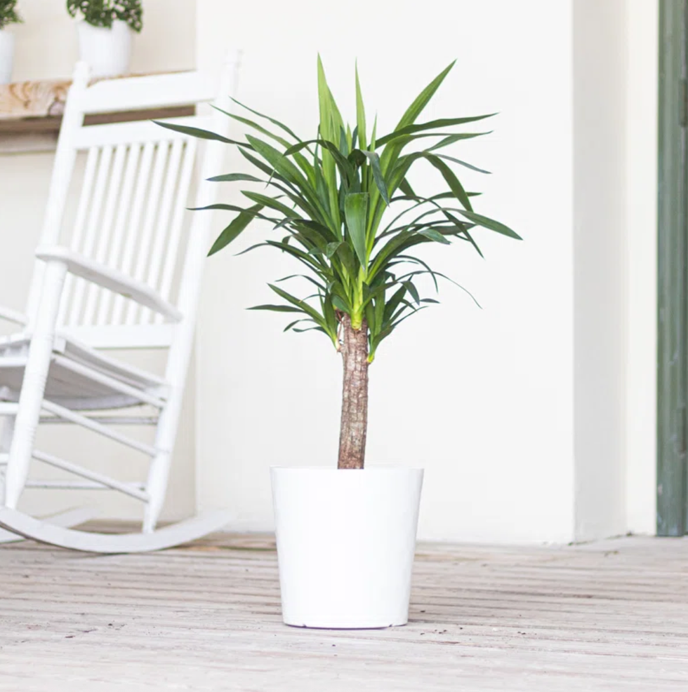 Yucca Cane Plant