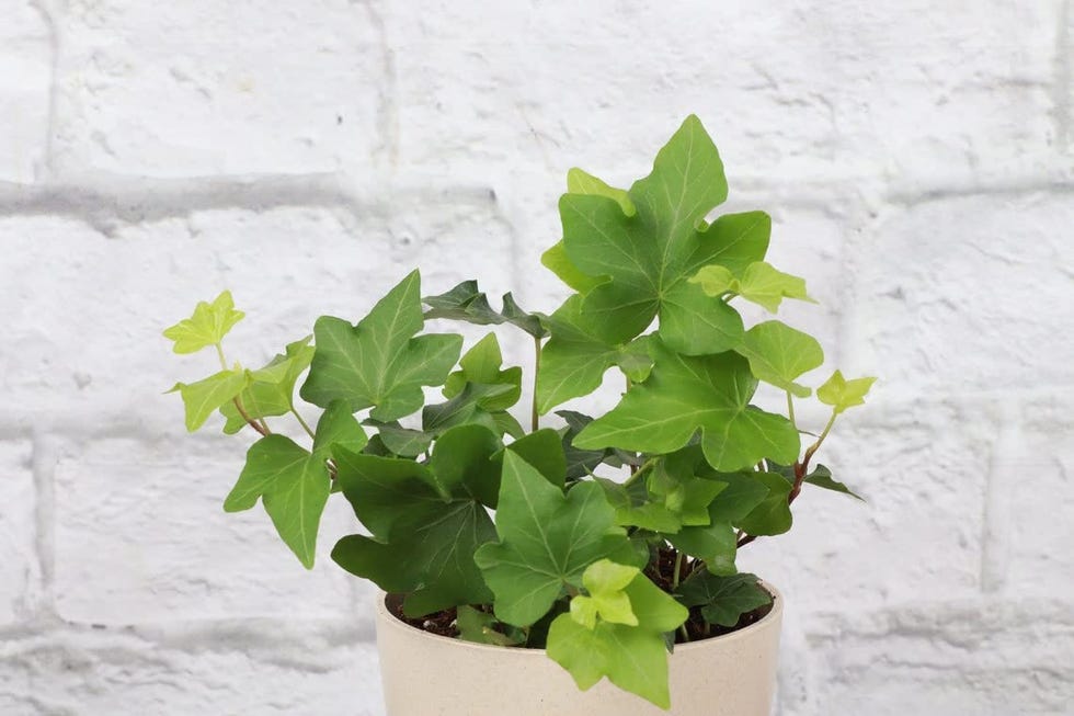 English Ivy