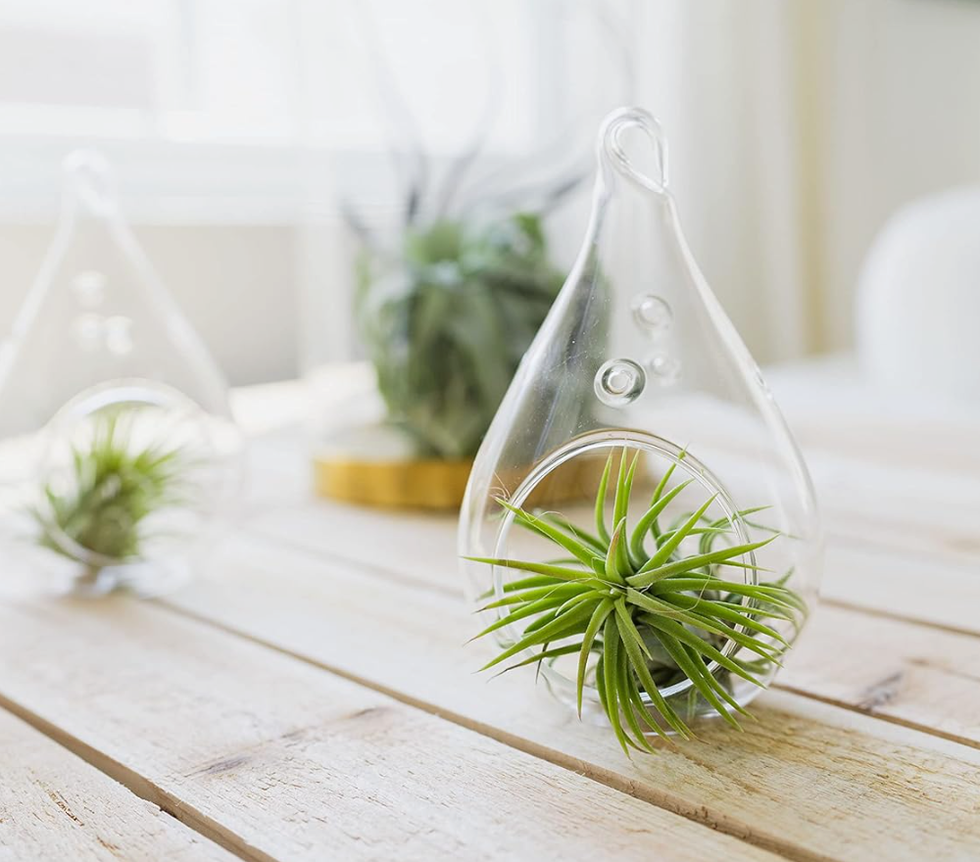 Air Plants 