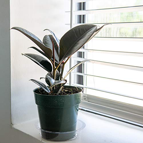 Rubber Plant 