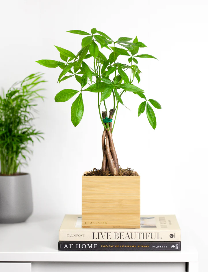 Money Tree