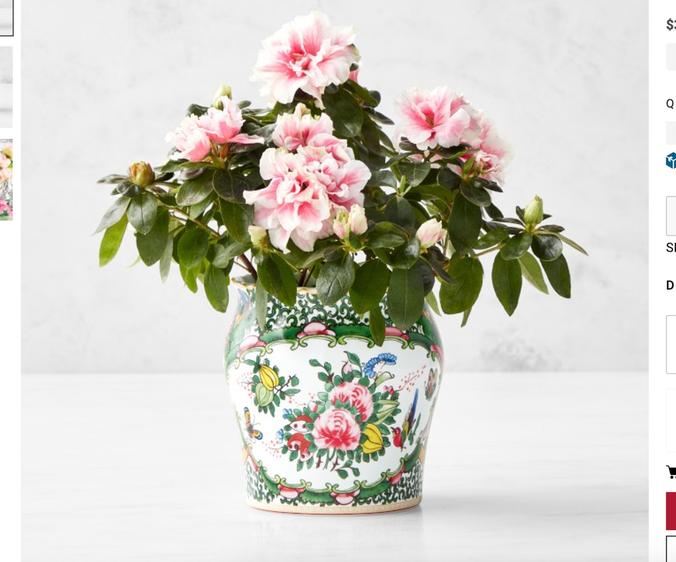 Famille Rose Cachepot