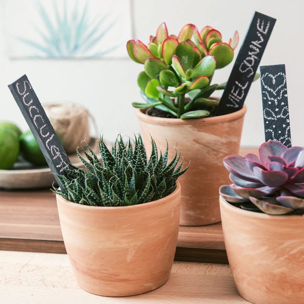 Slate Plant Labels 