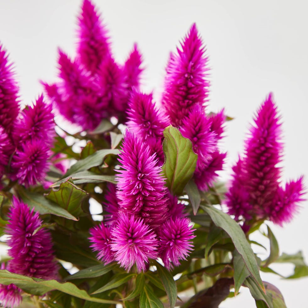 Celosía Plumosa o Cresta de Gallo