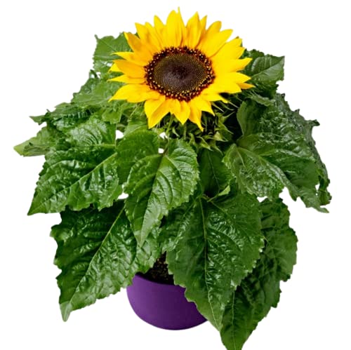 Girasol