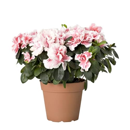 Azalea