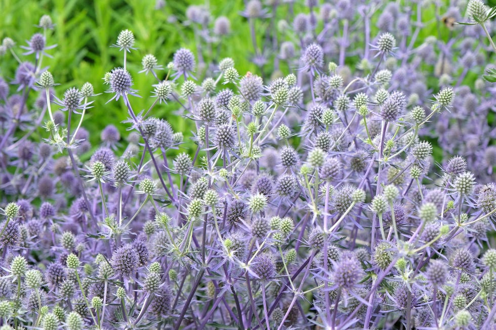 Cardo de mar azul