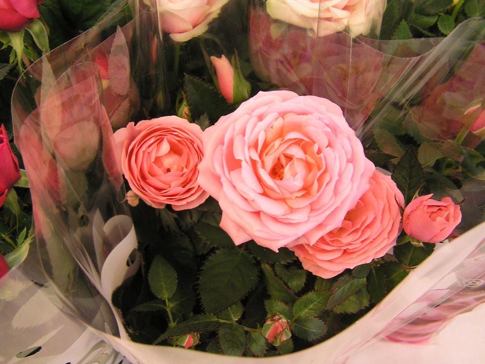 Rosal miniatura o pitiminí (10 plantas)