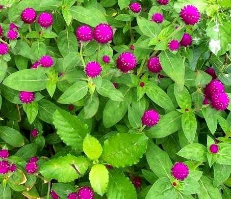 Amaranto globo o Gomphrena globosa
