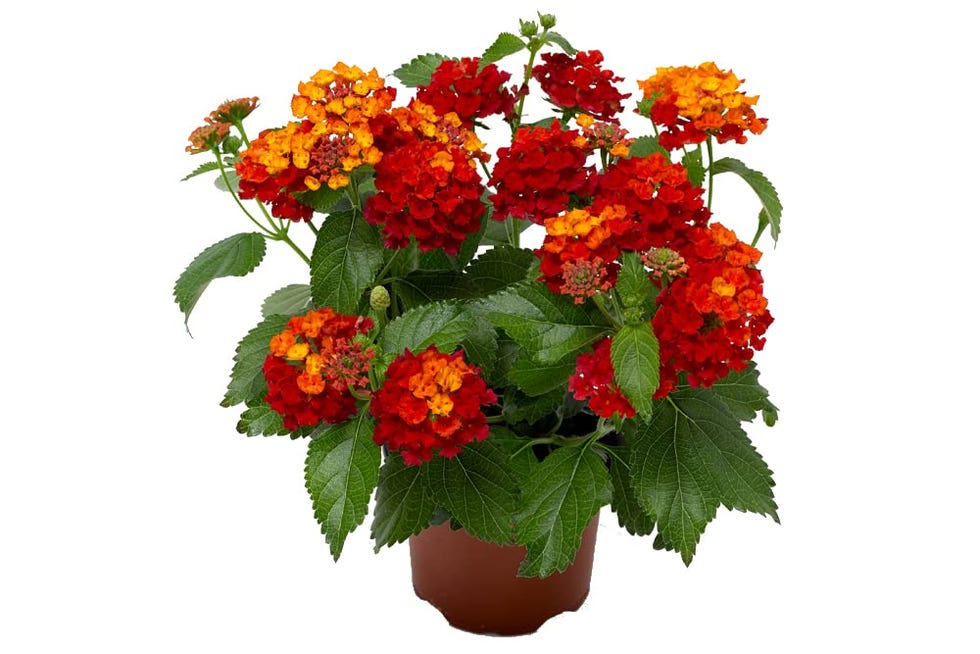 Lantana