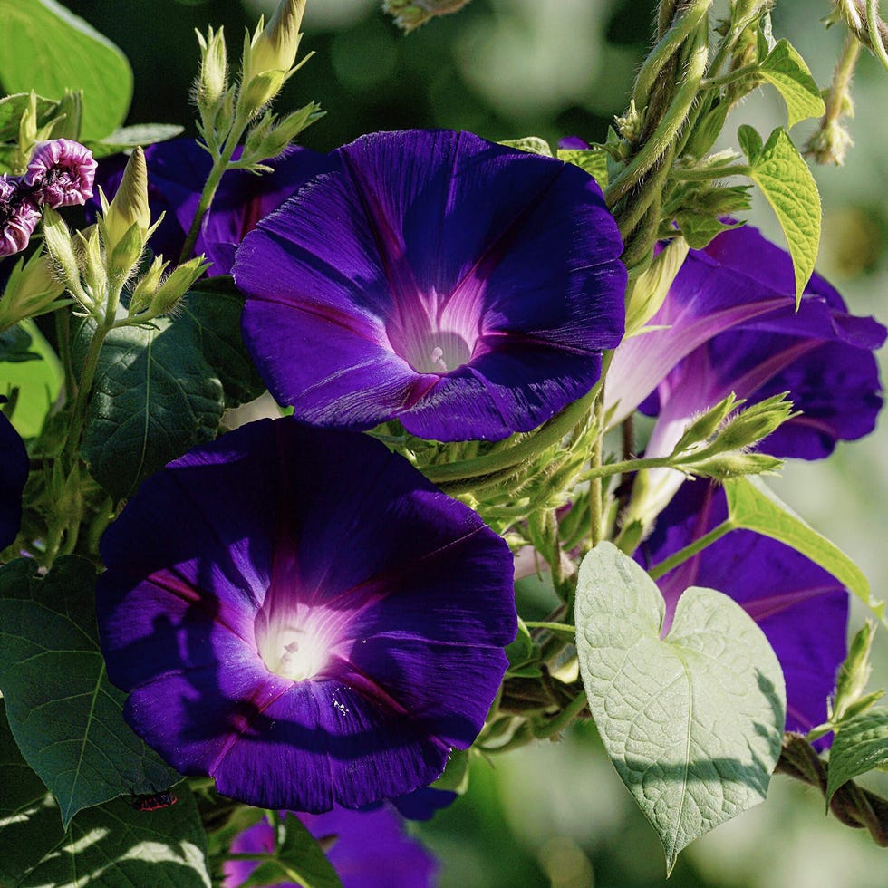 Campanilla morada (Ipomea purpurea)