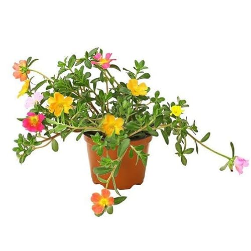Portulaca Oleracea