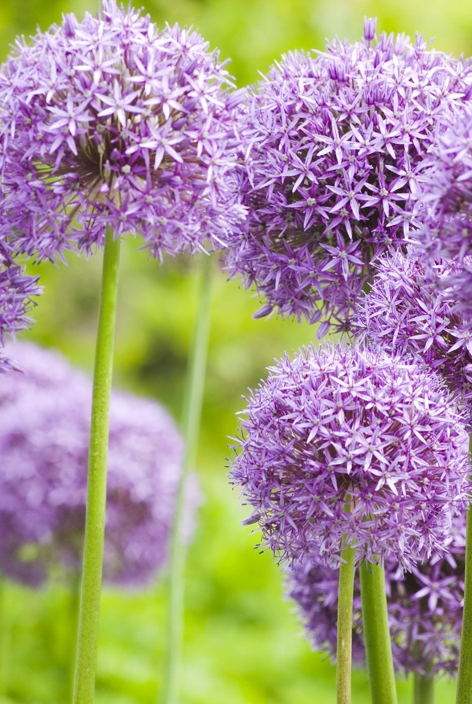 Allium