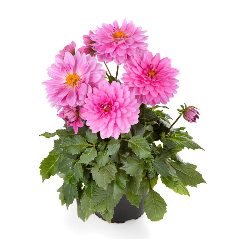 Dalia