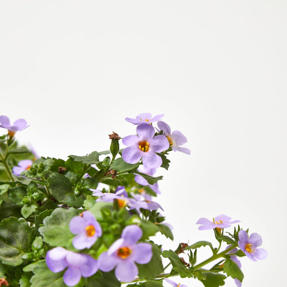 Bacopa o Sutera cordata