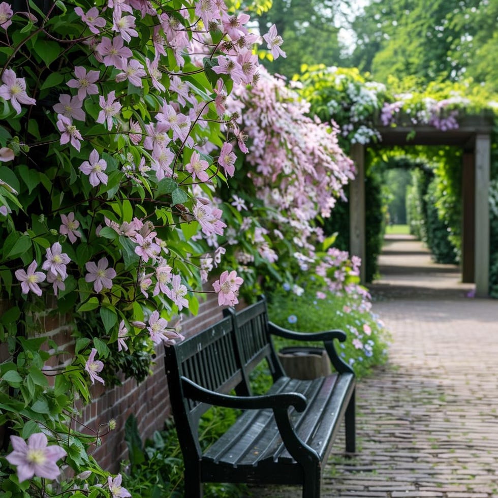 Clematis 