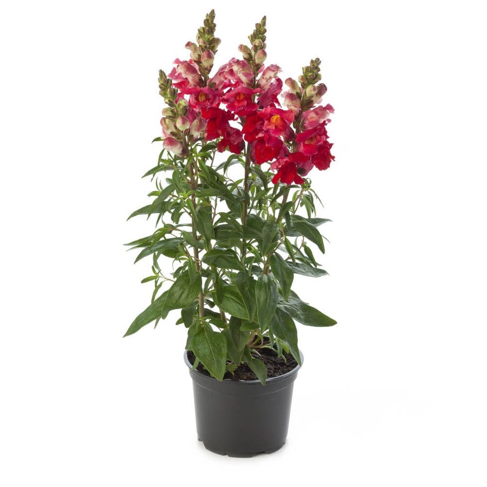 Flor Boca de Dragón La Planta Natural que Iluminará tu Espacio Exterior