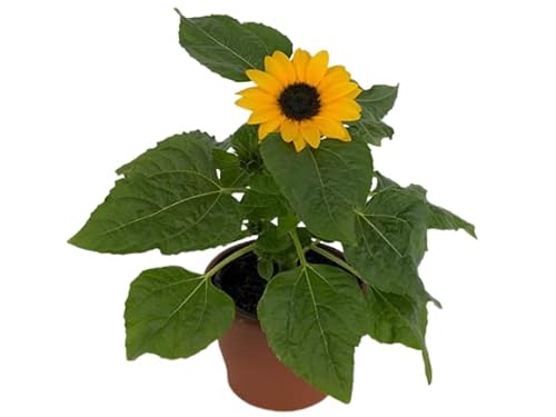 Girasol 