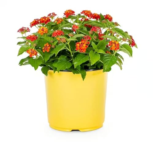 Lantana Camara Natural Una Planta Resistente y Colorida para Embellecer Tu Hogar