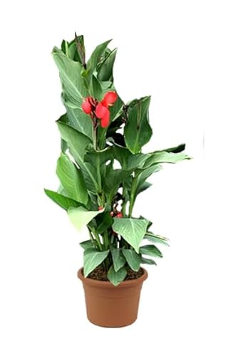 Canna o Caña de Indias