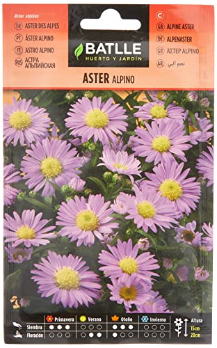 Aster Alpino
