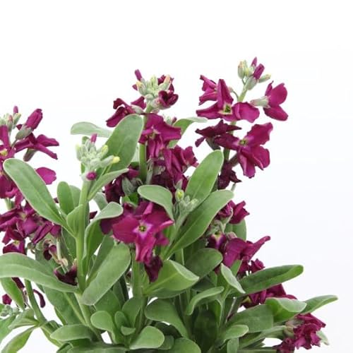 Planta Alheli DECOALIVE Flor Natural Mix Color